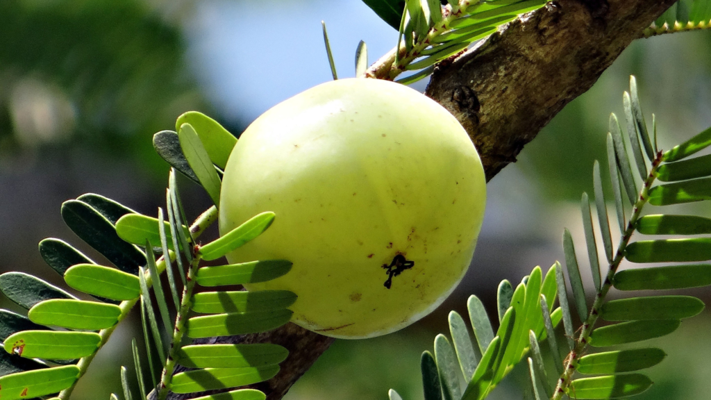 amla
