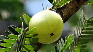 Benefits of amla during pregnancy