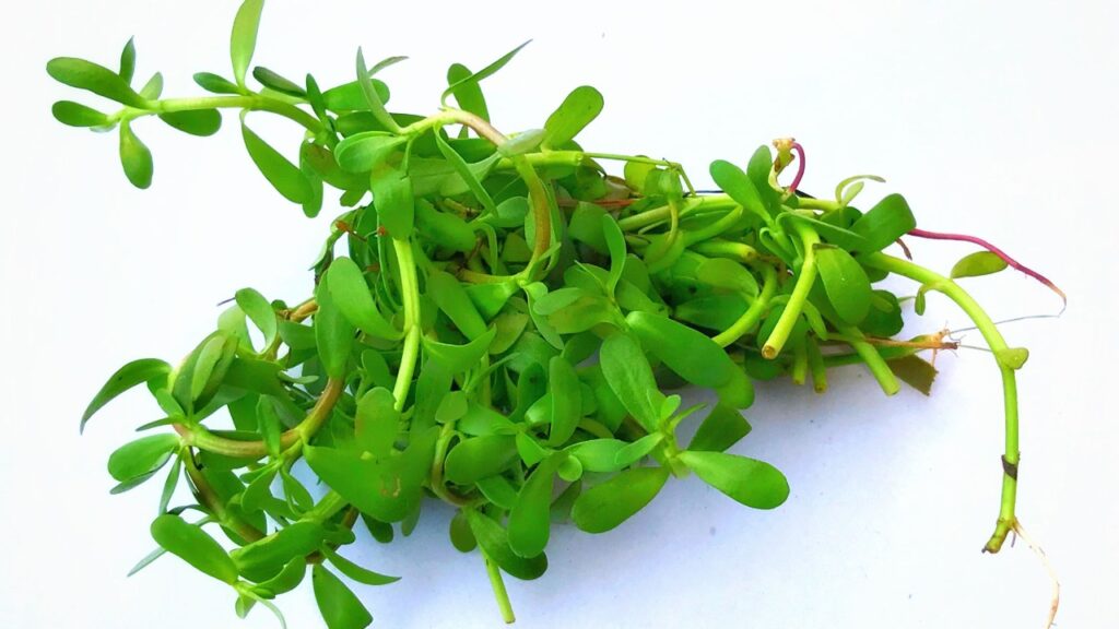 Brahmi