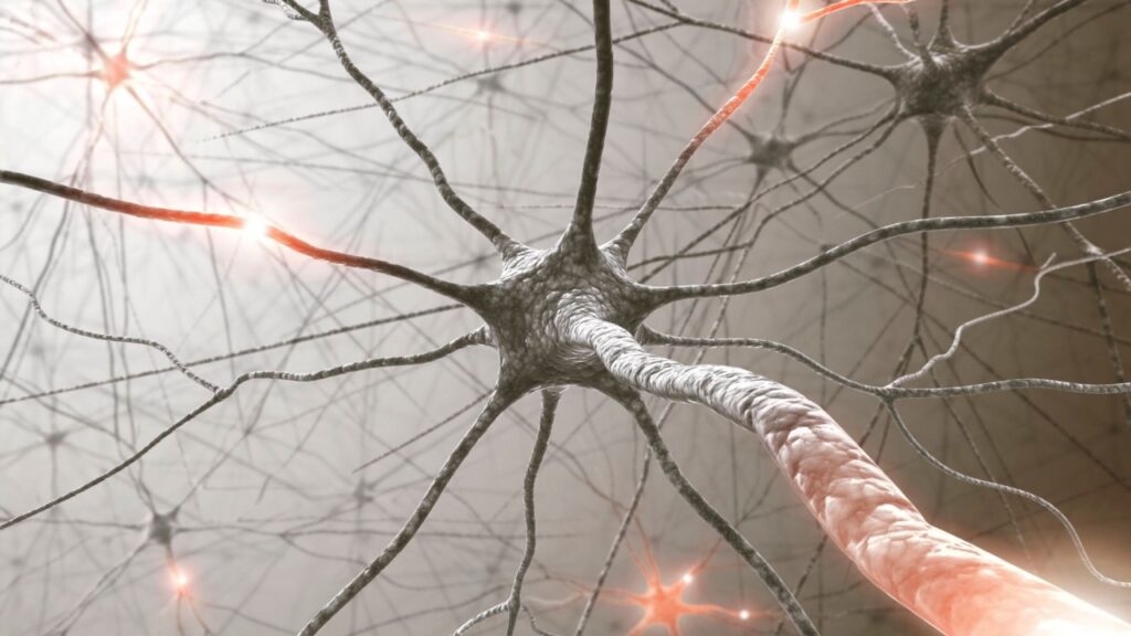 Nerves