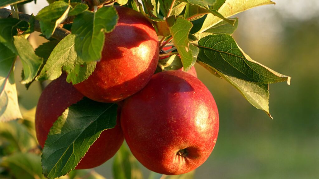 apple