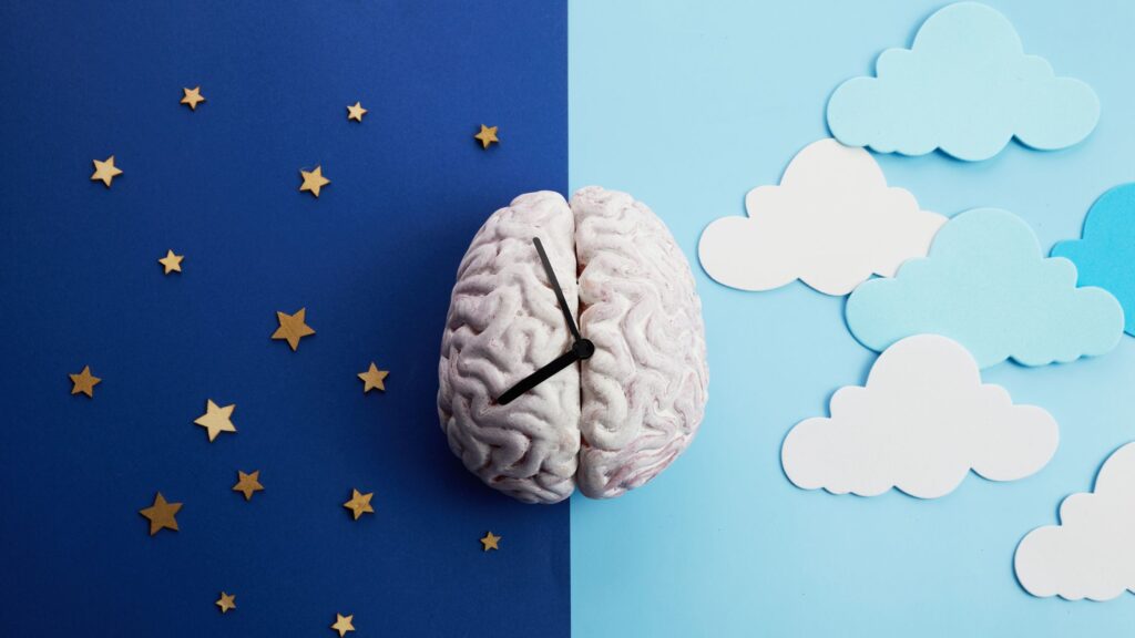 circadian rhythm

